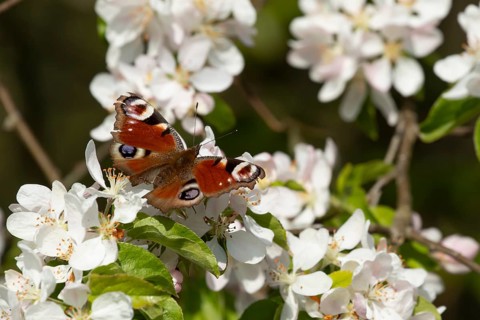 Peacock butterfly (Aglais io) adult insect feeding on fruit tree blossom flowers in spring,