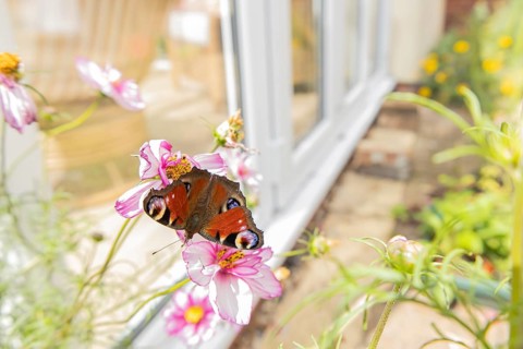 Peacock butterfly (Aglais io) adult insect feeding on a garden Cosmos flower in summer, England,
