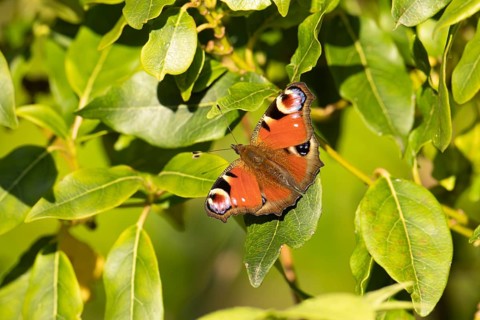 Peacock butterfly (Aglais io) adult insect resting on a garden plant tree leaf in summer, England,