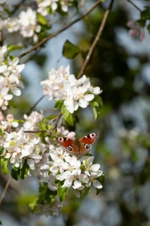 Peacock butterfly (Aglais io) adult insect feeding on fruit tree blossom flowers in spring,