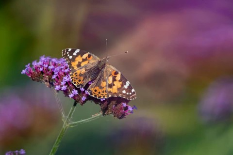 Painted lady butterfly (Vanessa cardui) adult insect feeding on garden Verbena bonariensis flowers
