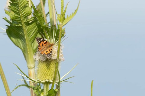 Painted lady butterfly (Vanessa cardui) adult insect feeding on a Teasel flower in summer, England,