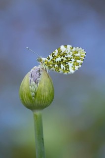 Orange tip butterfly (Anthocharis cardamines) adult insect resting on a garden Allium flower bud in