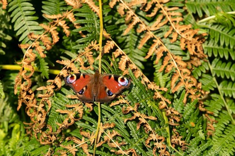 Peacock butterfly (Aglais io) adult insect resting on Bracken fronds in summer, England, United