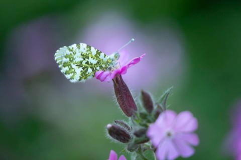 Orange tip butterfly (Anthocharis cardamines) adult insect on a garden Red campion flower in