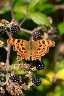 Comma butterfly (Polygonia c-album) adult insect on a blackberry fruit in autumn, England, United