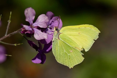 Brimstone butterfly (Gonepteryx rhamni) adult insect feeding on a garden purple Honesty flower in