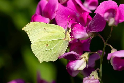 Brimstone butterfly (Gonepteryx rhamni) adult insect feeding on a garden Sweet pea flower in
