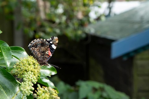 Red admiral butterfly (Vanessa atalanta) adult insect feeding on Ivy flowers in autumn, England,