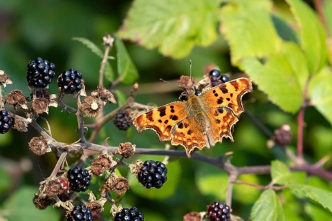 Comma butterfly (Polygonia c-album) adult insect on a blackberry fruit in autumn, England, United