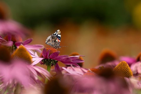 Red admiral butterfly (Vanessa atalanta) adult insect feeding on a garden purple Coneflower