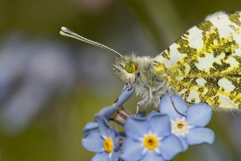 Orange tip butterfly (Anthocharis cardamines) adult insect on a garden blue Forget-me-not flower in