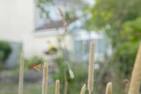 Large skipper butterfly (Ochlodes sylvanus) adult insect resting on a garden grass seed head with