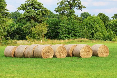 Pressed hay bales, animal feed on a mowed meadow, Schleswig-Holstein, Germany