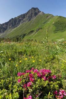 Alpine rose blossom, panorama from the Fellhorn, behind it the pulpit wall, 2, 058 m, a border