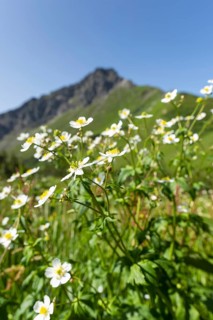 Mountain panorama with white alpine anemones (Pulsatilla alpina ssp. alpina), behind it the