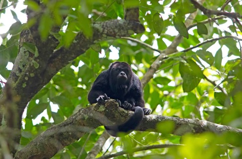 Howler monkey (Alouatta) in the Yaxha-Nakum-Naranjo National Park, Biósfera Maya nature reserve,