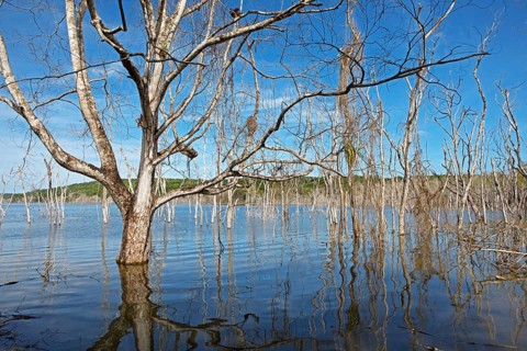 Dead trees in Lake Yaxha, Yaxha-Nakum-Naranjo National Park, Biósfera Maya Nature Reserve,