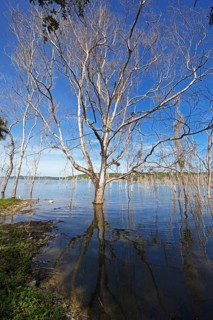 Dead trees in Lake Yaxha, Yaxha-Nakum-Naranjo National Park, Biósfera Maya Nature Reserve,
