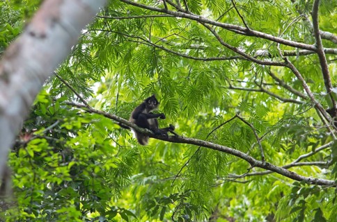 Yucatan spider monkey (Ateles geoffroyi yucatanensis) in the Yaxha-Nakum-Naranjo National Park,