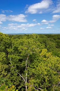 Rainforest or jungle in Yaxha-Nakum-Naranjo National Park, Biósfera Maya Nature Reserve, Lowlands,
