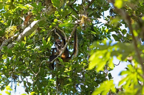 Yucatán spider monkey (Ateles geoffroyi yucatanensis) in the Yaxha-Nakum-Naranjo National Park,