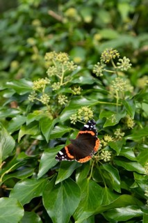 Red admiral butterfly (Vanessa atalanta) adult insect feeding on Ivy flowers in autumn, England,