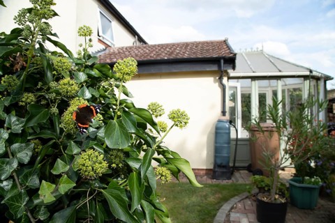Red admiral butterfly (Vanessa atalanta) adult insect feeding on garden Ivy flowers in autumn,