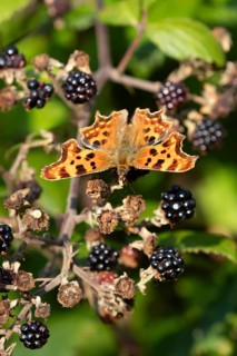 Comma butterfly (Polygonia c-album) adult insect on a blackberry fruit in autumn, England, United