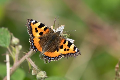 Small tortoiseshell butterfly (Aglais urticae) adult insect feeding on bramble flowers in summer,