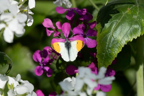 Orange tip butterfly (Anthocharis cardamines) adult insect feeding on a garden purple Honesty