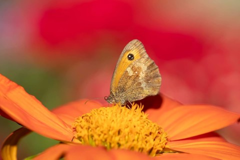 Meadow brown butterfly (Maniola jurtina) adult insect feeding on garden Mexican sunflower (Tithonia