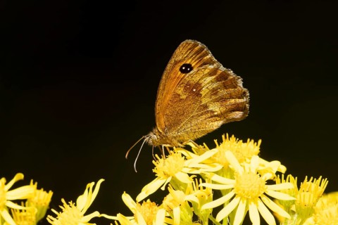 Gatekeeper butterfly (Pyronia tithonus) adult insect feeding on a Ragwort flower in summer,