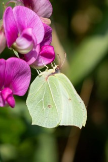 Brimstone butterfly (Gonepteryx rhamni) adult insect feeding on a garden Sweet pea flower in