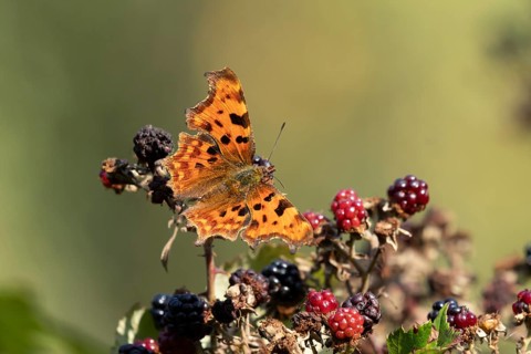 Comma butterfly (Polygonia c-album) adult insect on blackberries fruit in autumn, England, United