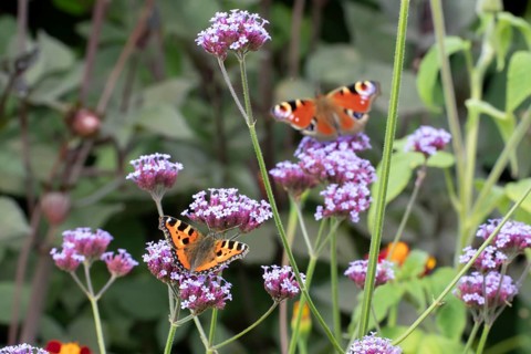 Small tortoiseshell butterfly (Aglais urticae) adult insect feeding on garden Verbena bonariensis