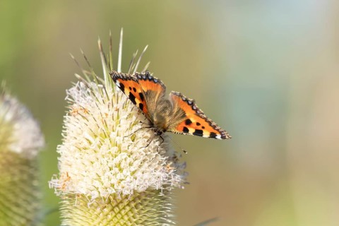 Small tortoiseshell butterfly (Aglais urticae) adult insect feeding on Teasel flowers in summer,