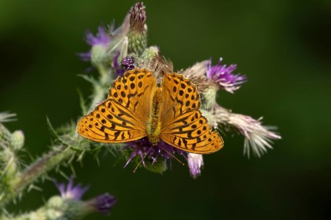 Silver washed fritillary butterfly (Argynnis paphia) adult insect feeding on purple Thistle flower