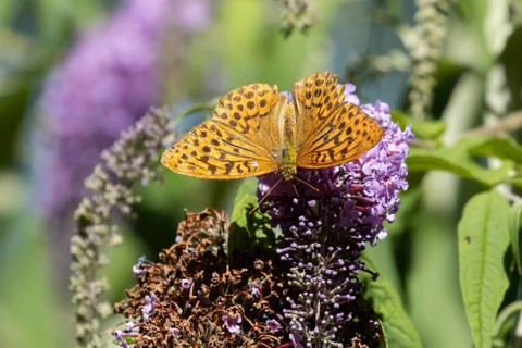 Silver washed fritillary butterfly (Argynnis paphia) adult insect feeding on purple garden Buddleja