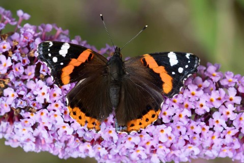 Red admiral butterfly (Vanessa atalanta) adult insect feeding on purple garden Buddleja flowers in