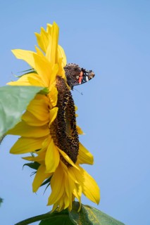 Red admiral butterfly (Vanessa atalanta) adult insect feeding on garden sunflower flower in summer,