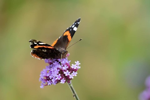 Red admiral butterfly (Vanessa atalanta) adult insect feeding on garden Verbena bonariensis flowers