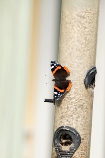 Red admiral butterfly (Vanessa atalanta) adult insect resting on a garden bird seed feeder,