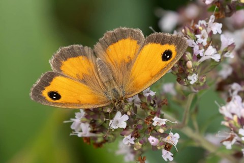 Gatekeeper butterfly (Pyronia tithonus) adult insect feeding on garden Wild marjoram or Oregano