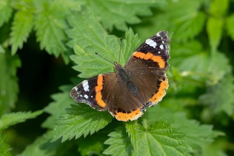Red admiral butterfly (Vanessa atalanta) adult insect resting on Stinging nettle leaves in summer,