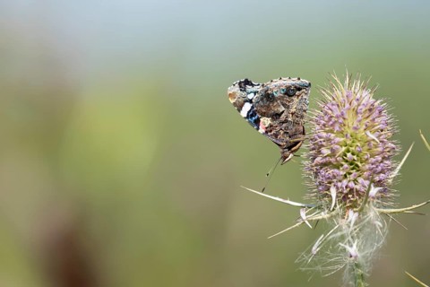 Red admiral butterfly (Vanessa atalanta) adult insect feeding on a Teasel flower in summer,