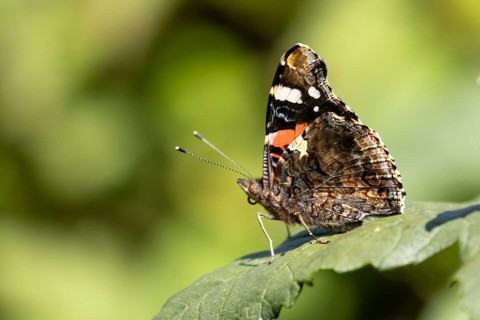 Red admiral butterfly (Vanessa atalanta) adult insect resting on a garden plant leaf in summer,