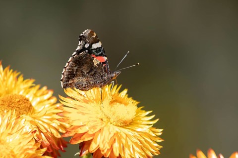 Red admiral butterfly (Vanessa atalanta) adult insect feeding on a garden Strawflower flower in