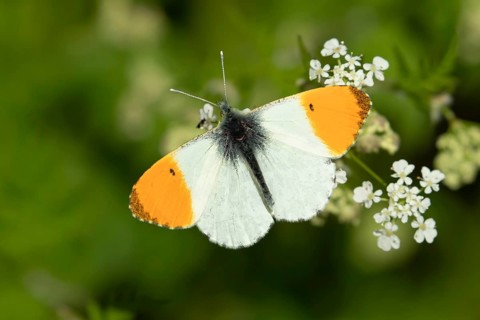 Orange tip butterfly (Anthocharis cardamines) adult insect feeding on a garden white Garlic mustard
