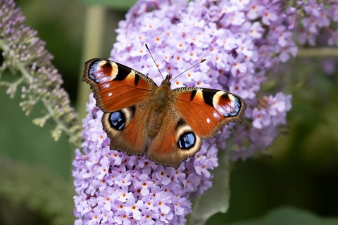 Red admiral butterfly (Vanessa atalanta) adult insect feeding on garden purple Buddleia or Buddleja